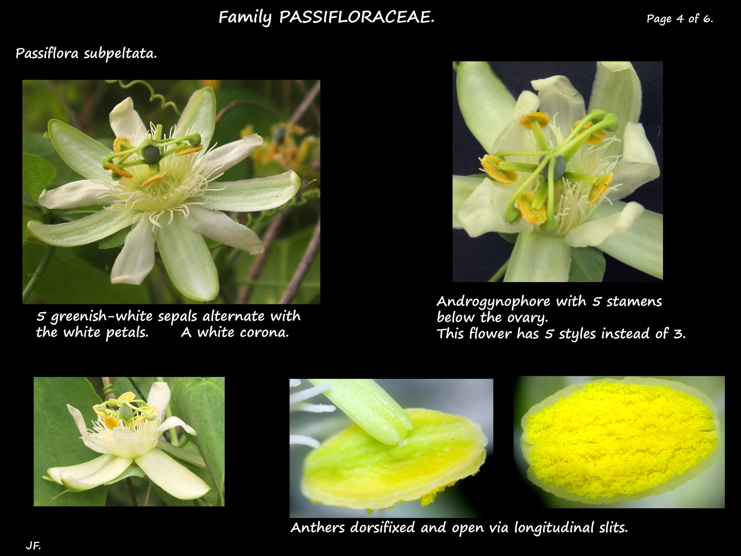 4 Passiflora subpeltata flowers